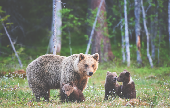 Grizzly Bears 