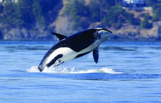 Orca Whale 