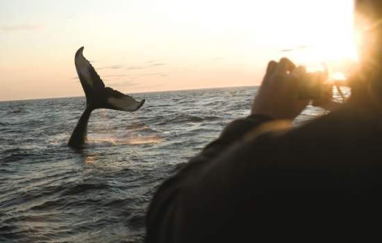 Whale Watching -  Brier Island 