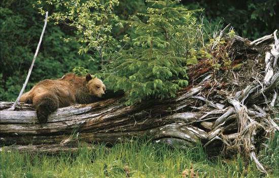 Bear at Knight Inlet