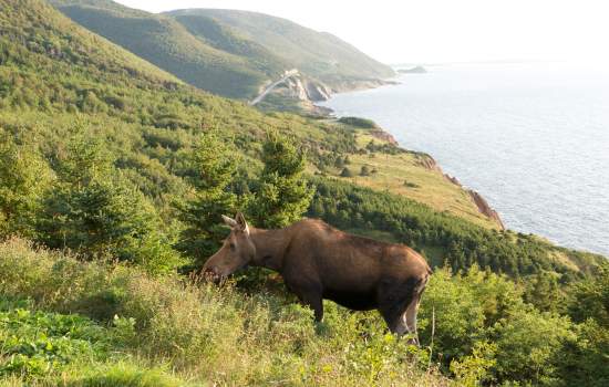 Moose Cabot Trail