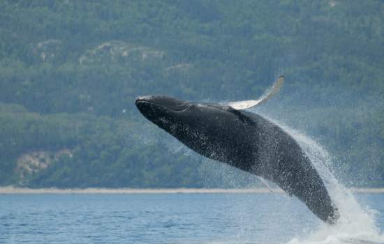 Humpback Whale Quebec