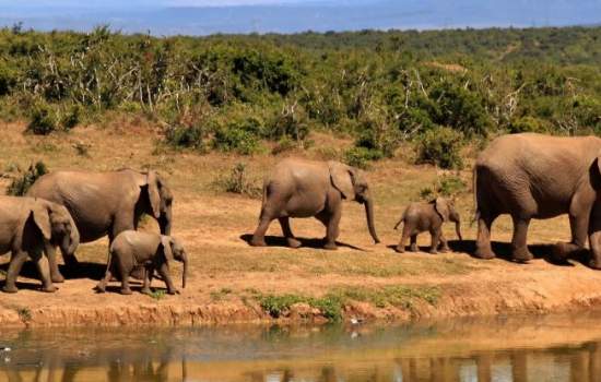 Elephants at Amakhala