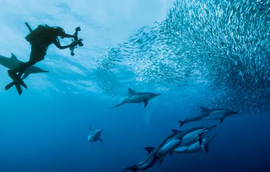 Marine Life Durban 