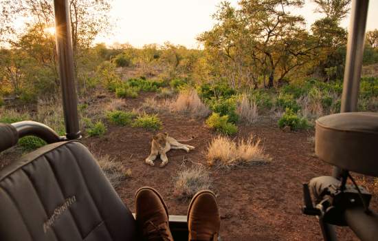 Lion at Kruger National Park