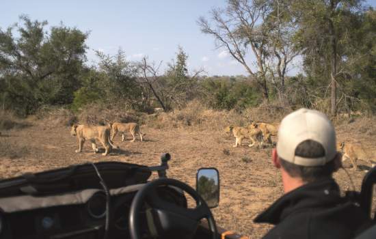 Kruger National Park 