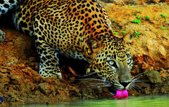 Yala National Park Sri Lanka