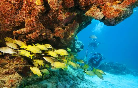 Florida Keys Diving