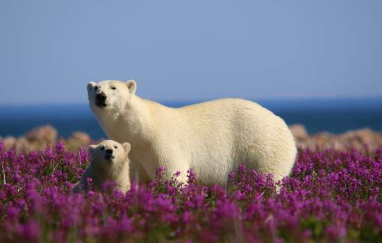 Lazy_Bear_Lodge_Ultimate_Bears_&_Belugas_Summer_Adventure