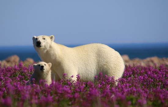 Manitoba Polar Bears_Credit:Lazy Bear Lodge