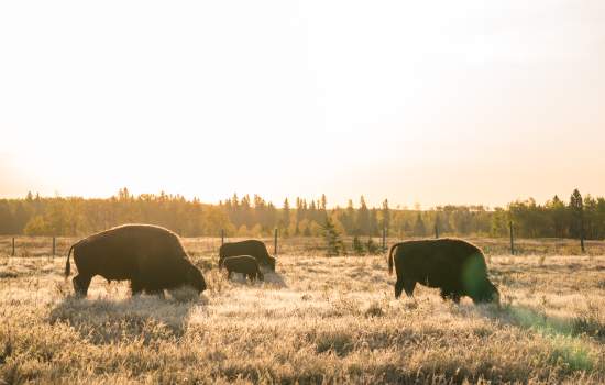 Riding_Mountain_National_Park_Manitoba