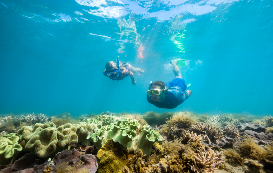 Great Barrier Reef snorkelling