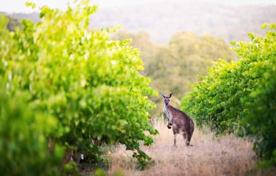 Barossa Valley_252771 Linfield Road Wines credit:South Australian Tourism Commission