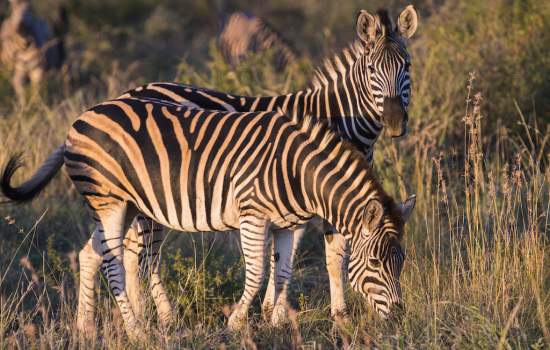 thakadu river camp safari activity