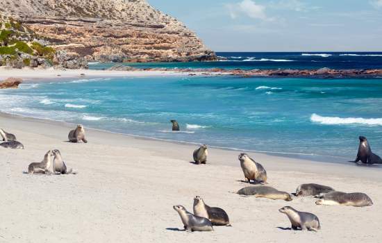 Kangaroo Island sealions, panoramic