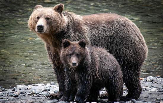 Klahoose Wilderness Resort Bears