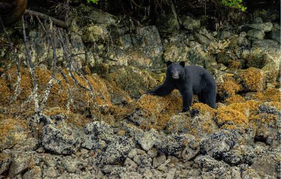 Tofino_Destination BC