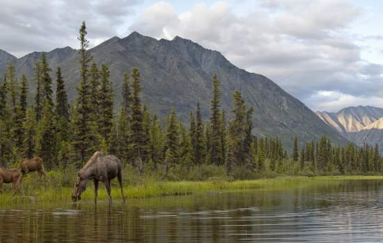 Moose in Wind River, Northern Yukon-Peter Mather