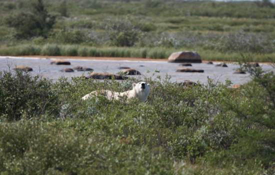 Summer Polar Bear - Frontiers North-1