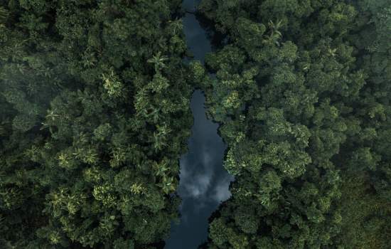 Daintree Rainforest 