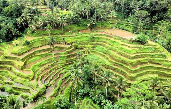 Ubud 