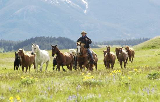 Montana