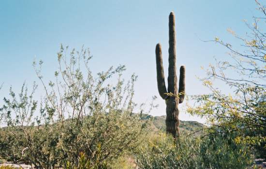Tucson