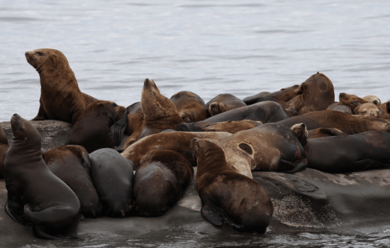 Seals