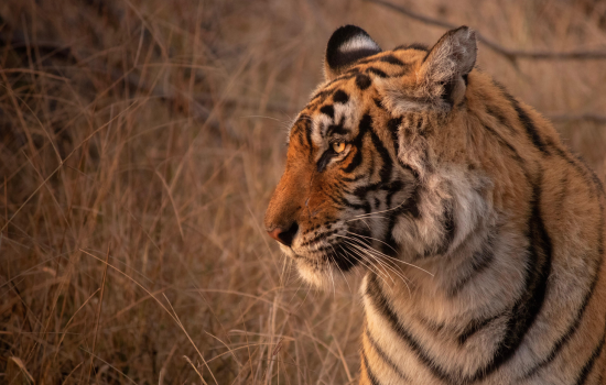 Ranthambore National Park, Tiger India
