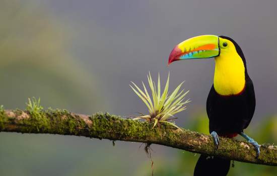 Costa Rica