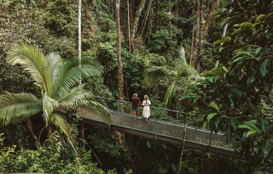 Daintree Rainforest