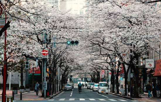 Tokyo_Cherry Blossom