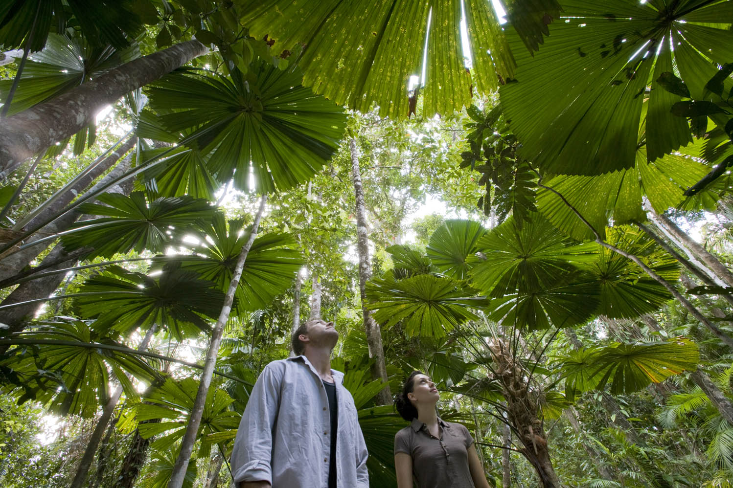 Rainforest_Daintree