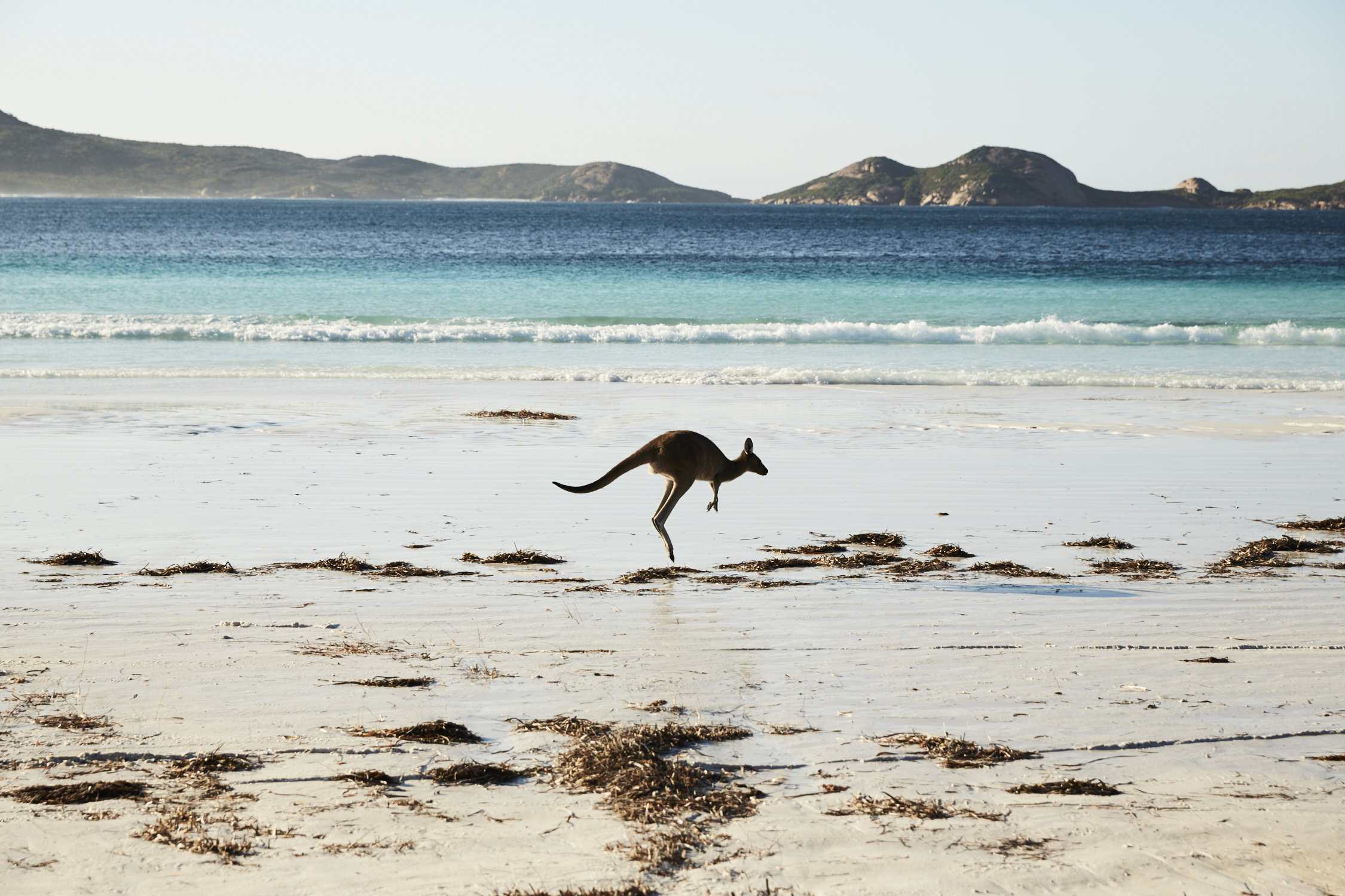 Kangaroo_Island_wildlife