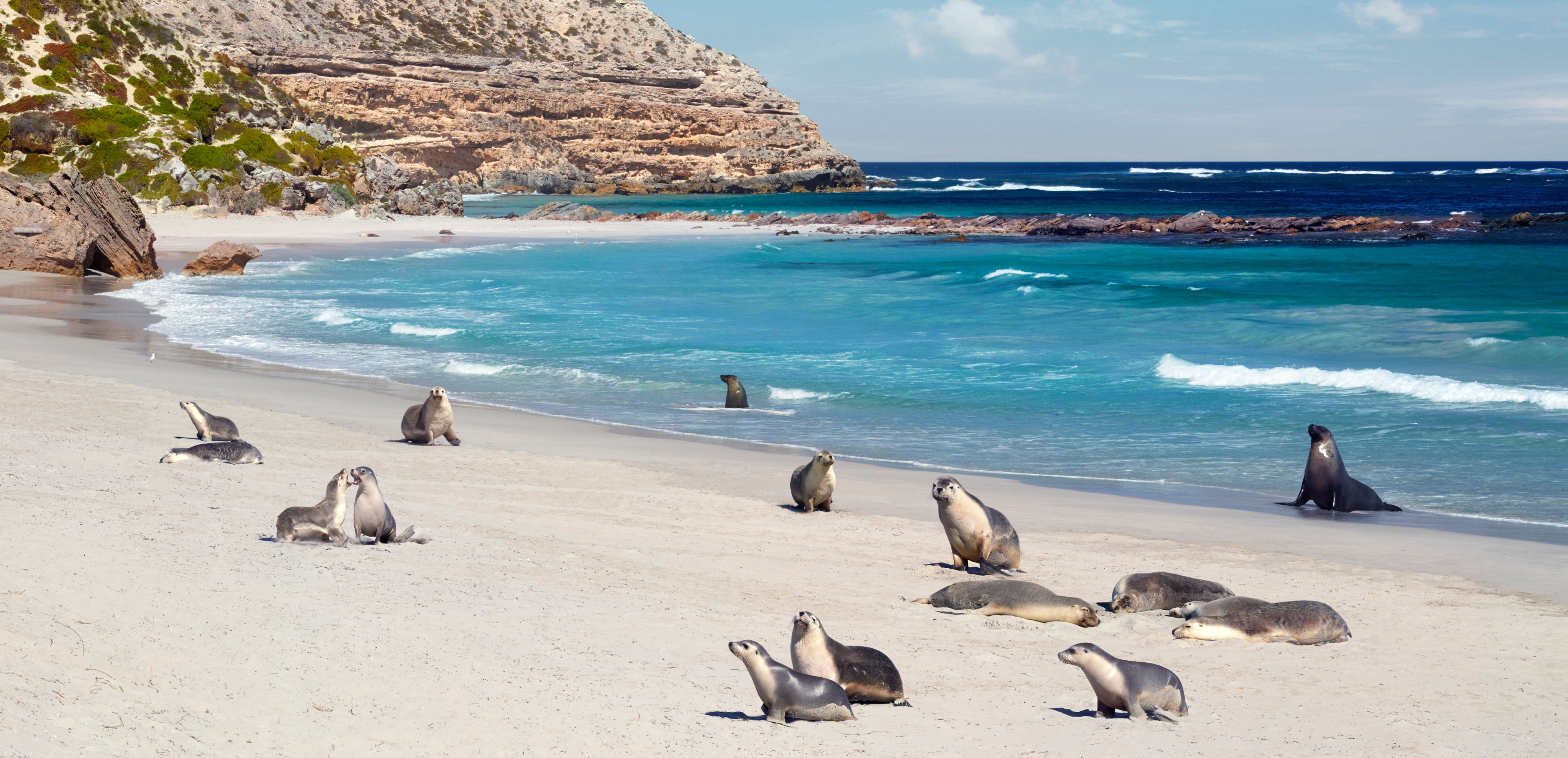 Kangaroo_Island_Sea_Lions